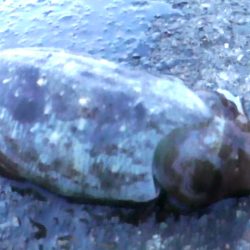 アオリイカやモンゴウイカ、コウイカ